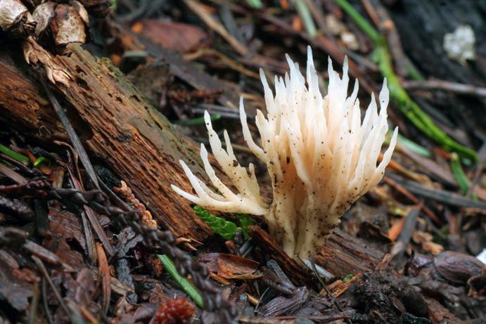 Tremellodendropsis tuberosa